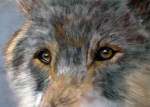 "Wolf Eyes", 5" x 7" pastel, $195